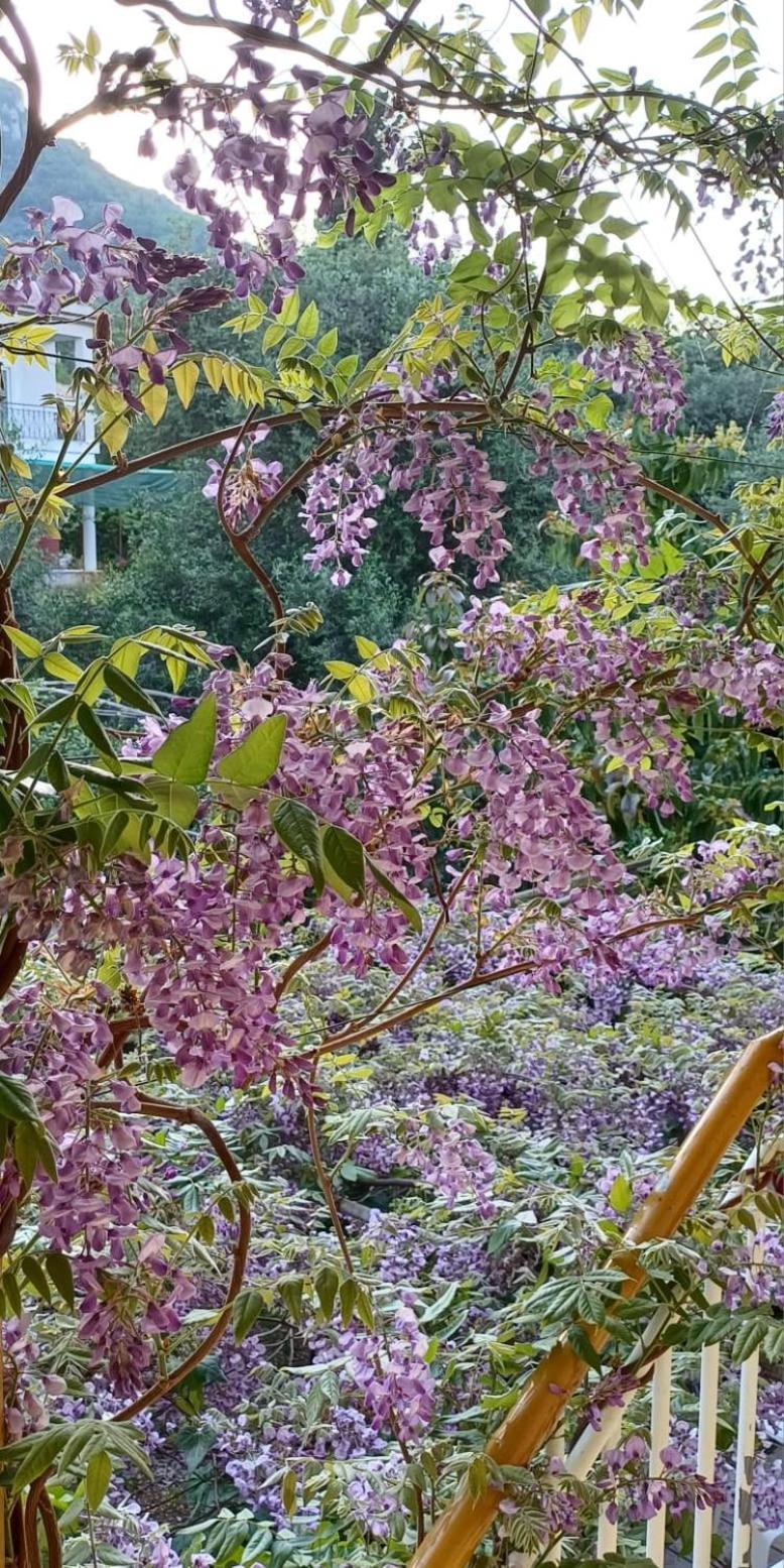 Flora Corfu - Adults Only Apartment